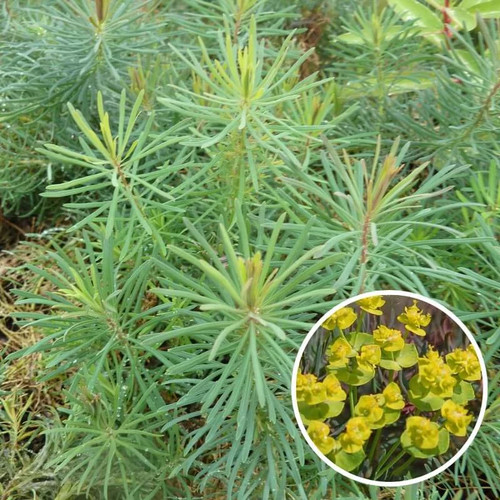 Euphorbia cyparissias clarice - euphorbia, 'clarice