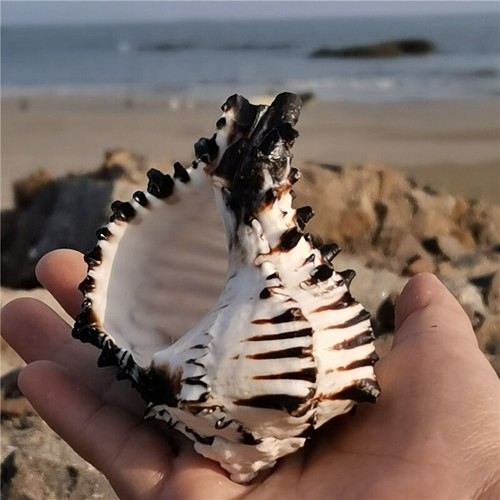 1pc rayé naturel - rayé, coque