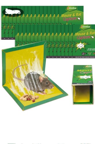 Lot piège rat colle - 31,