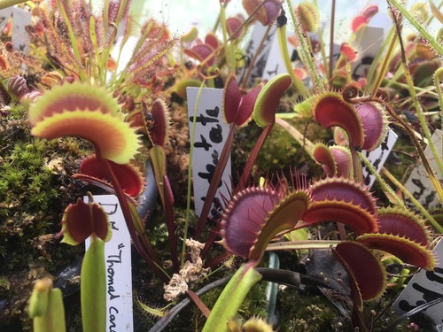 Plantes carnivores dionaea - carnivores,