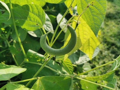 Lot graines de haricot - 20,