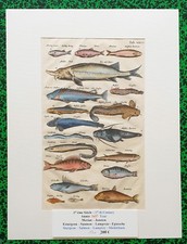  XVII ème - Jonston & Merian Superbe Gravure Esturgeon Saumon Pl XXVIII 1657 