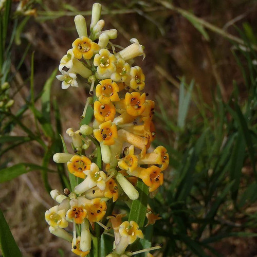 Freylinia lanceolata arbuste - lanceolata,