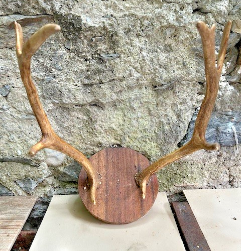 Bois cerf taxidermie - , vintage