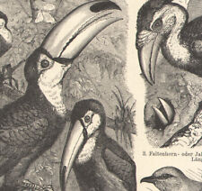 1897 Gravure originale Oiseaux