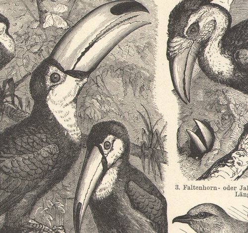 1897 gravure originale - 1897, oiseaux