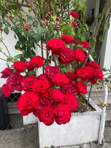 Graines rosier grimpant - 20,