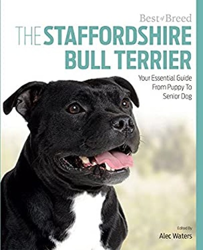 Staffordshire bull terrier - terrier,