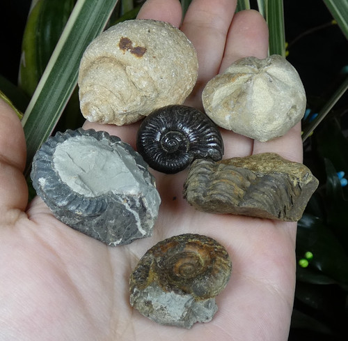 Lot fossiles ammonites - fossiles,