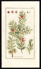 Antique Flora Print-TAXUS BACCATA-ENGLISH YEW-EUROPEAN-TREE-CONIFER-Zorn-1796