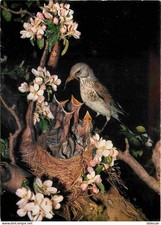 Animals - Birds - Coastal Shrives - Nest - Chicks - Turdus pilaris L - Throst