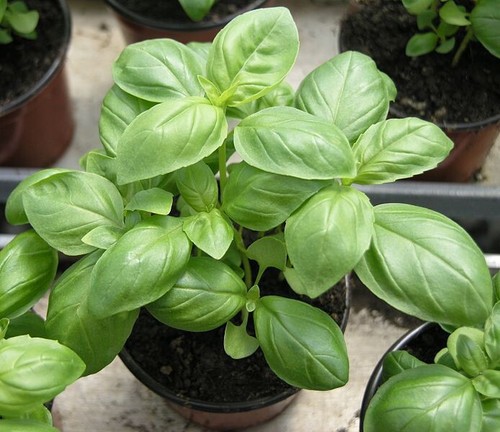 250 graines basilic grand - graines, vert