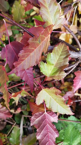 Acer tataricum subsp - ., ginnala