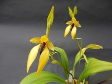 Bulbophyllum orthoglossum /