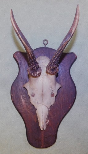 Ancien trophee chasse - ancien,