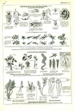 Antique Biology Document Reproduction of Living Beings from 1953 Book