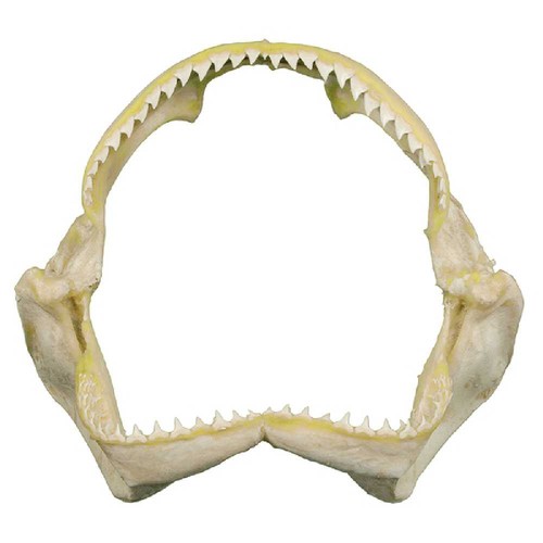 Mâchoire requin récif - de,