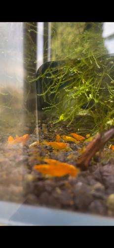 Crevettes neocaridina - crevettes,