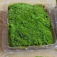 Dry Moss Micro Landscape Moss Garden Bonsai Lawn Mini Mossy Lichen Art Decor Hot