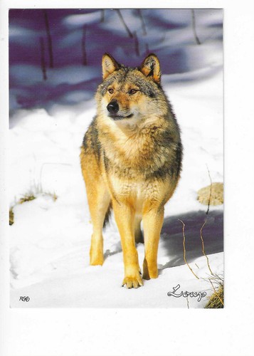 Chien chiens loup - ,