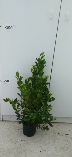 Plante arbousier arbutus - d'arbousier,