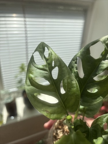 Plante monstera adansonii - plante,
