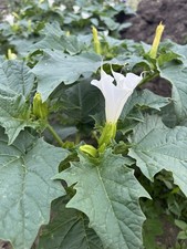 Graines de pomme blanche