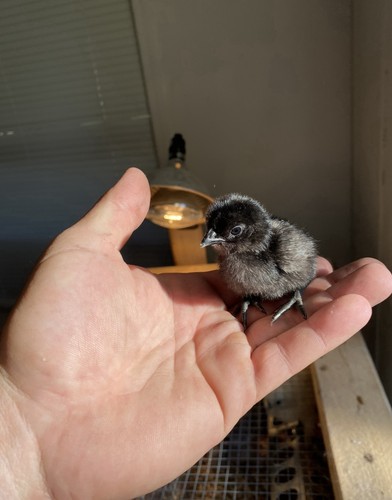 Fertile ayem cemani hatching - fertile,