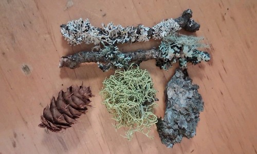 Forest finds wild - $5, –