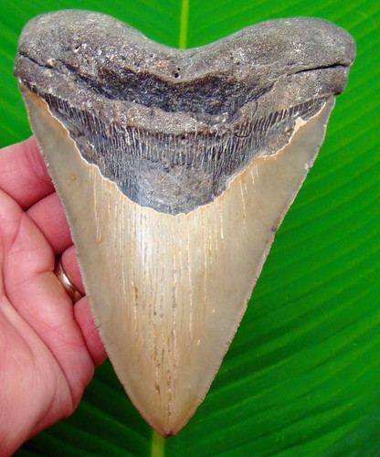 Megalodon shark - 6, 1/8