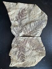 A pair of fern fossils (Cladophlebis Asteraceae-Permian)