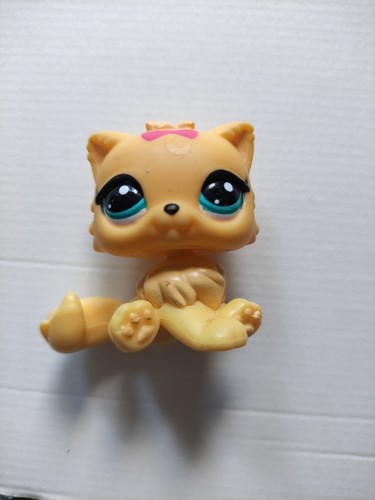Petshop chat persan 3566