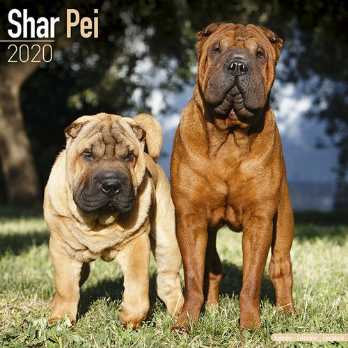 Calendrier 2020 shar pei - 2020,
