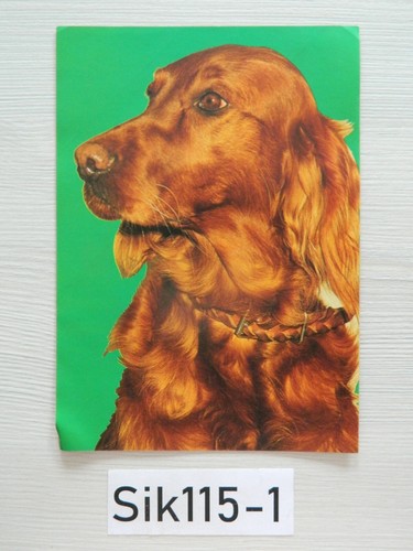 Cmx 15cm chien setter - cmx,