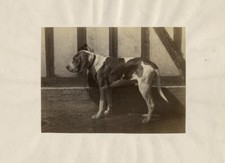 Photo Att. Léon Crémière Albuminé Chien de Chasse Dog Animal Vers 1870