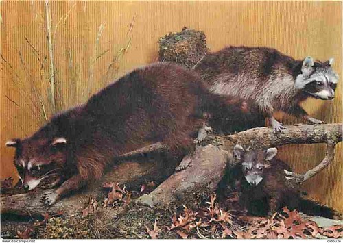 Postcard animals raccoon - postcard,