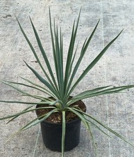Yucca rigida 'Blue Sentry' /
