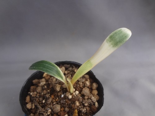 Clivia miniata light of - 'light,