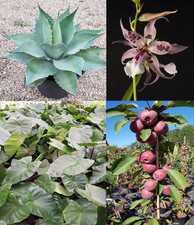 Box Plante intérieur et