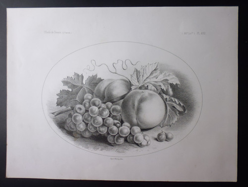 Gravure 1856 nature morte - 1856:,