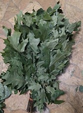 SET of 10 ECO CANADIAN OAK broom whisks for sauna SEASON 2024 FREE SHIPPING