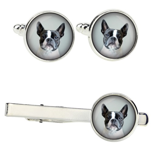 Ensemble boston terrier - boston,