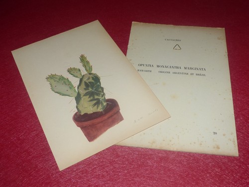 Botanical rock plants cactus - plants,