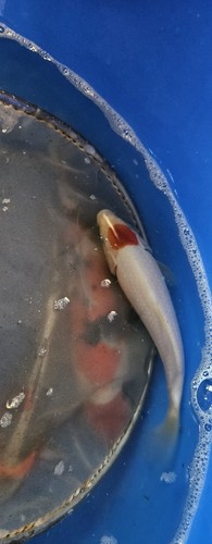 Izumiya imported live - imported, koi