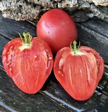 Fresa tomato graines - fresa,