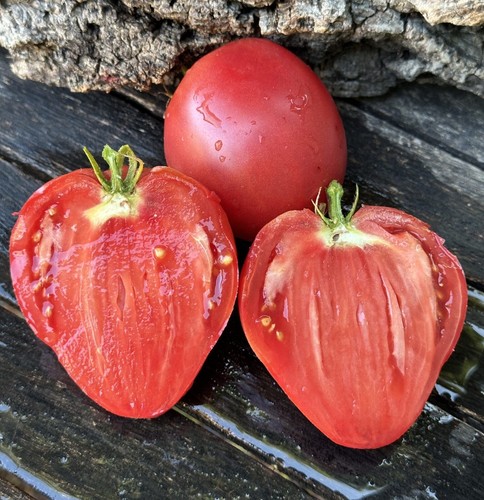 Fresa tomato graines gros - 5+,