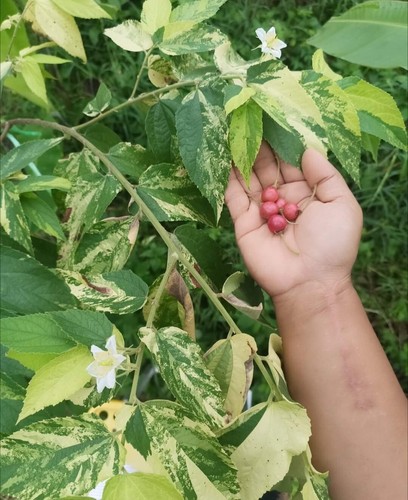 Rare muntingia calabura - rare*,