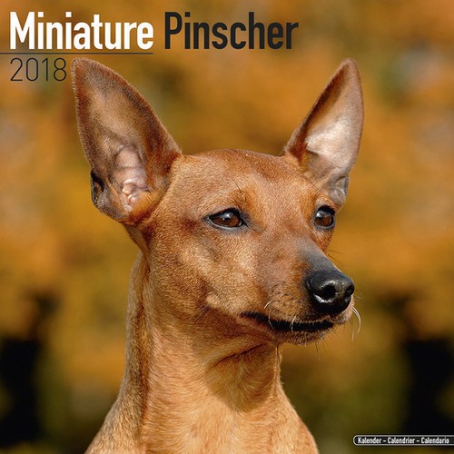Calendrier 2018 pinscher - calendrier,
