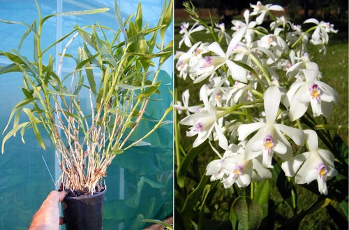 Epidendrum patens orchidée - patens,,