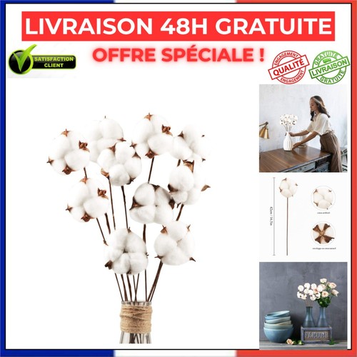 Fleurs coton séchées - fleurs, de